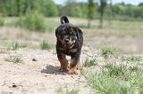 ROTTWEILER 261